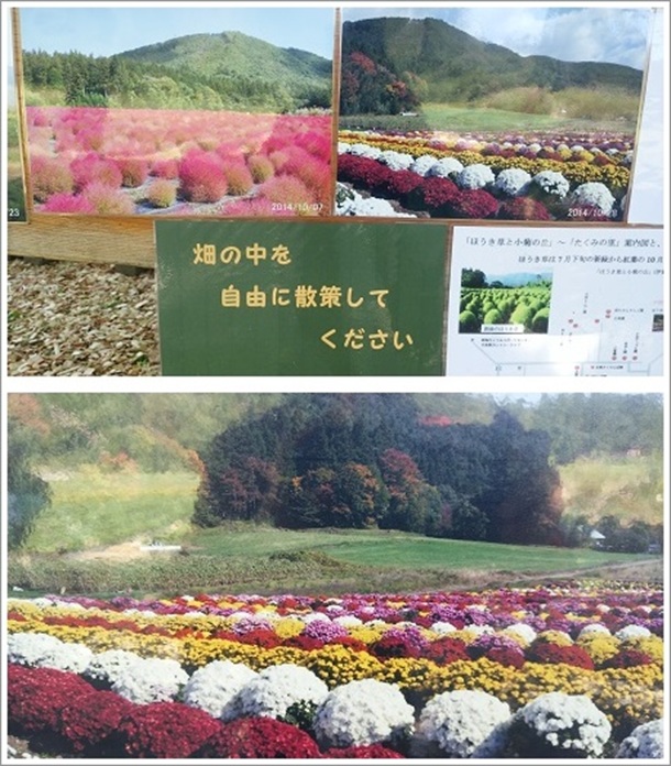 ���R�ɔ��̒��̎U���OK�i�ɉ��̉Ԕ��ē��Ŕ��j