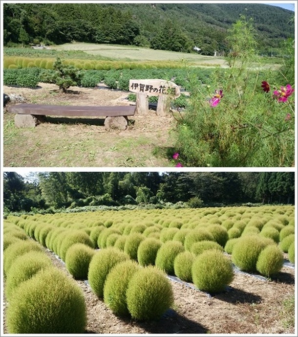 �V�΂̂ق������i�ɉ��̉Ԕ��j