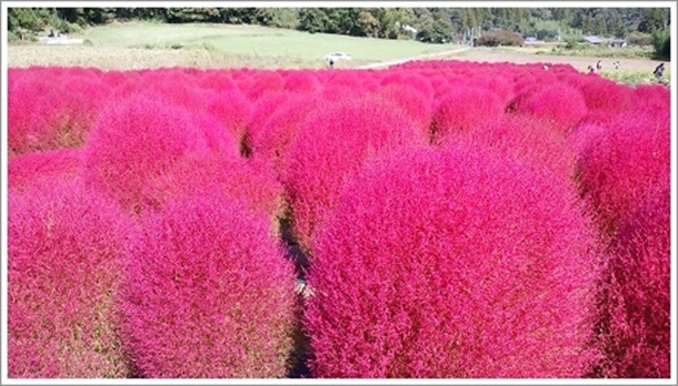 �N�₩�ȃ��C�����b�g�F�̂ق�����