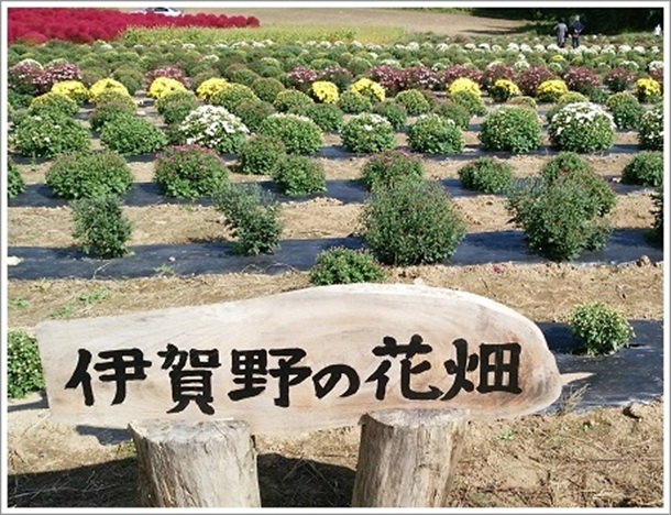 ��O�����e�Ɍ�낪�N�₩�Ȃق������i�ɉ��̉Ԕ��j