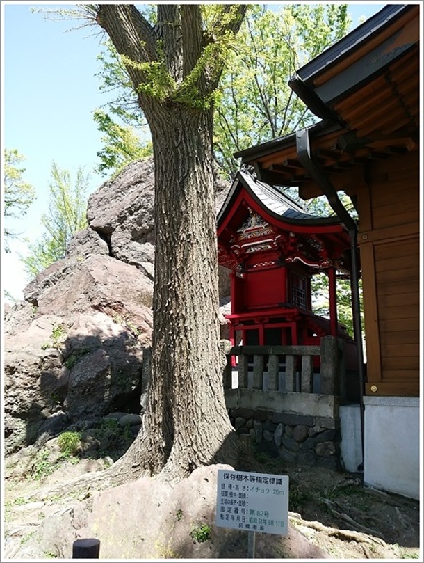 岩神稲荷神社20メートルのイチョウの木