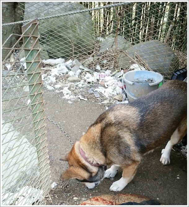 �۔������̋@�R�[�i�[�̊Ŕ�