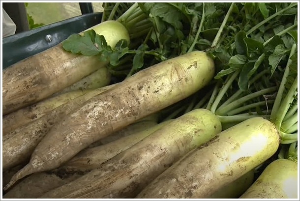 �V�N�Ȕ_�Y���卪