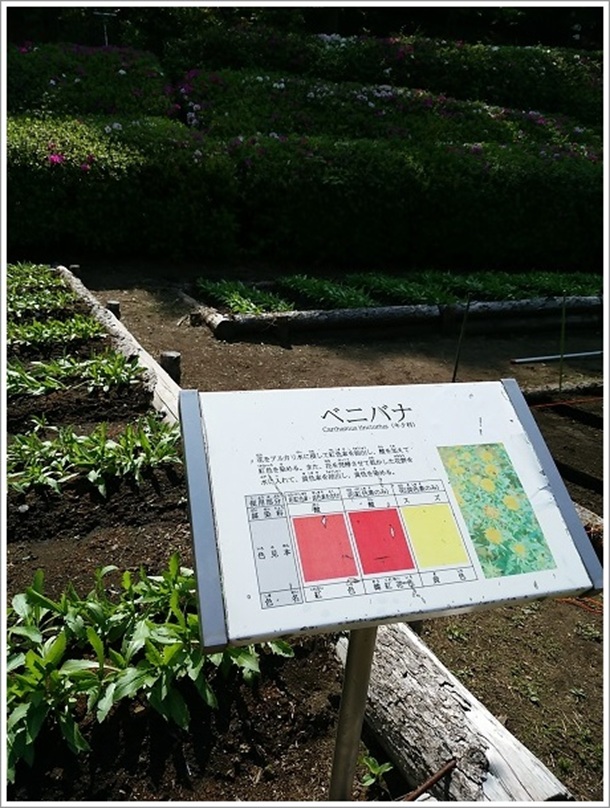 ベニバナ(高崎市染料植物園)