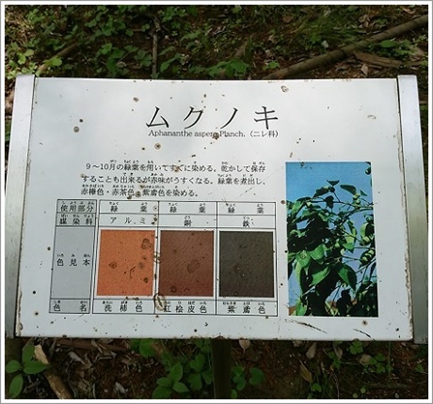 ムクノキ(高崎市染料植物園)