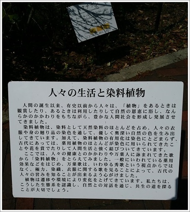 人々の生活と染料植物