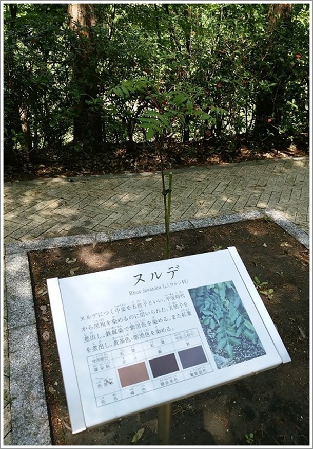 ヌルデ(高崎市染料植物園)