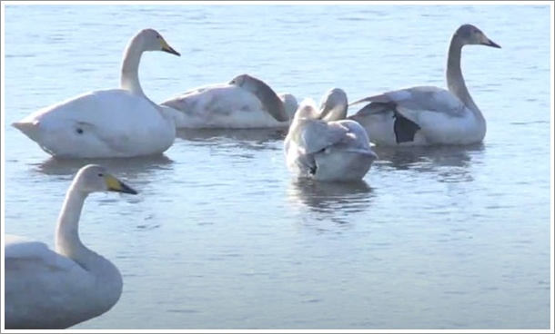 ���X�Ǐ��n�N�`���E