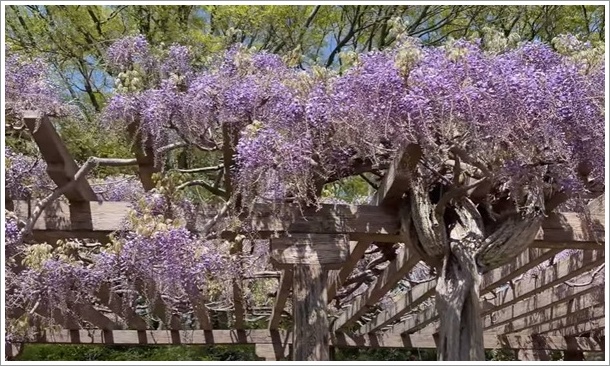 ���X�Ǐ������̓��I