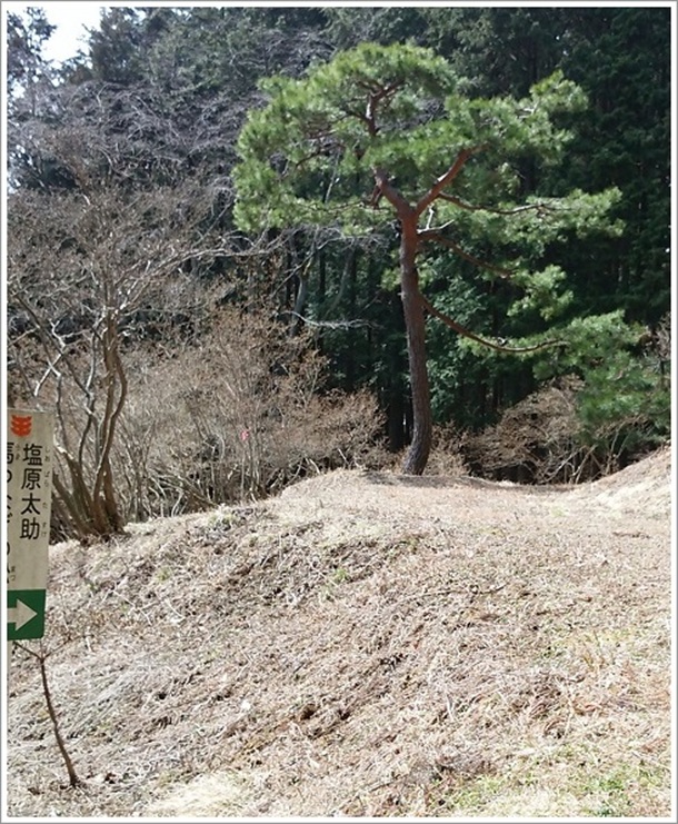 赤見山公園内にある太助江戸への別れ馬つなぎの松