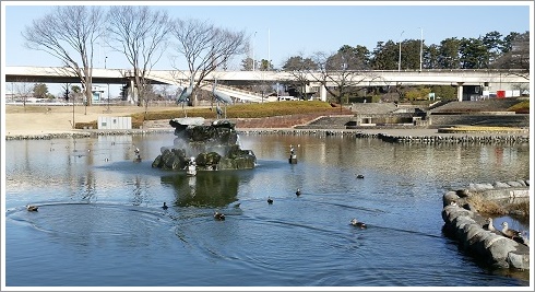 カモが泳いでいる幸の池（前橋公園）