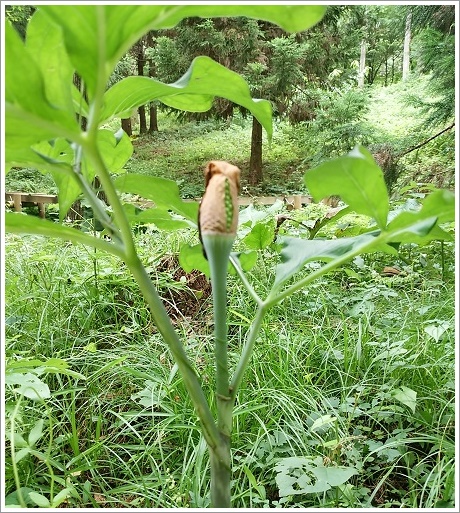 ザゼンソウ群生地に生えるつぼみの草花