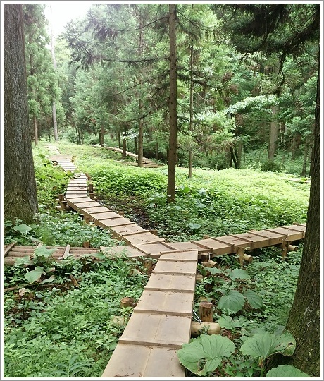 ザゼンソウ群生地の遊歩道