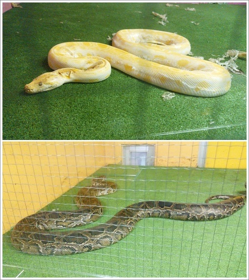 ジャパンスネークセンター室内の世界のヘビ