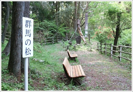 ベンチと群馬の松