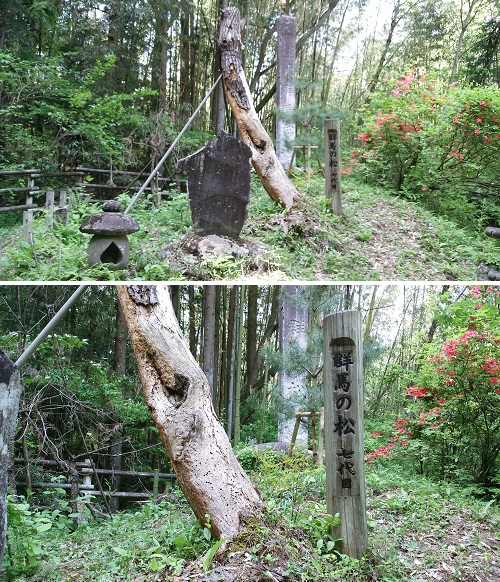 七代目群馬の松