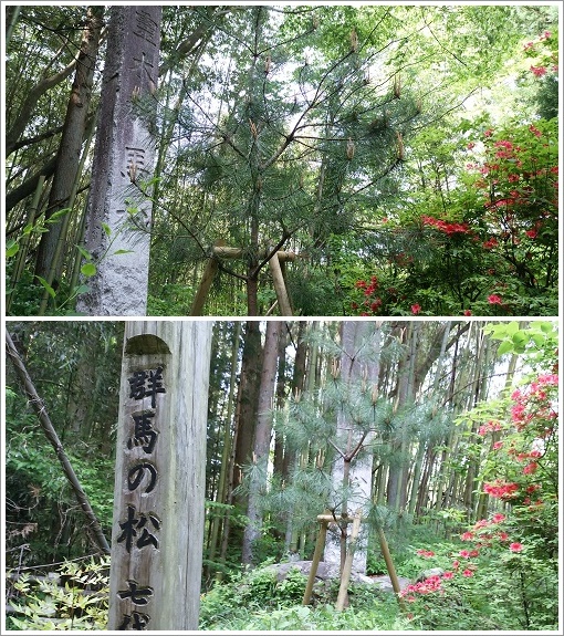 七代目霊木群馬の松