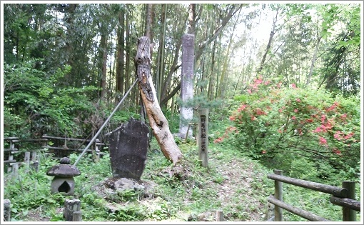 七代目霊木群馬の松全体