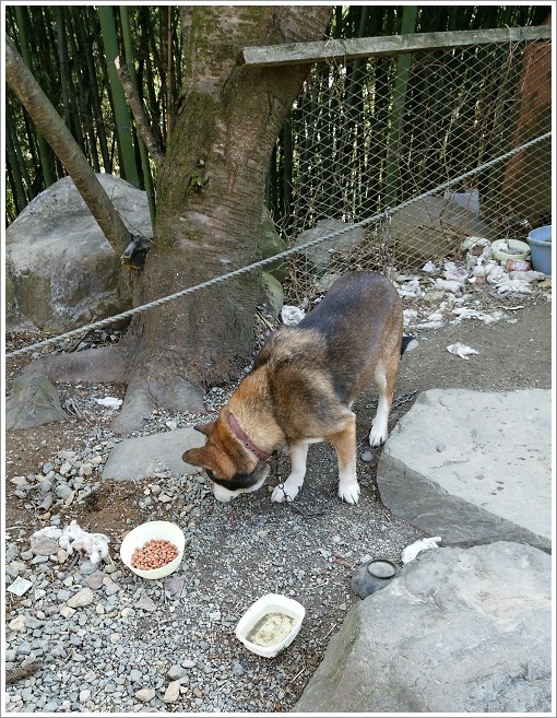 丸美屋自販機コーナー看板犬