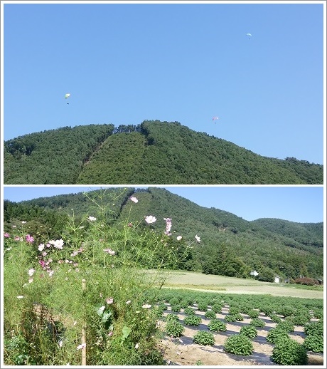 伊賀野の花畑の展望景色