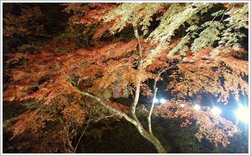 伊香保温泉湯元「河鹿橋ライトアップ」