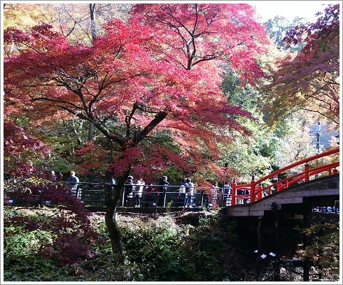 伊香保温泉湯元「河鹿橋横の紅葉景色」