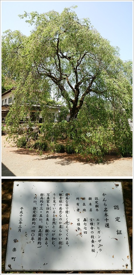 宝積寺のしだれ桜