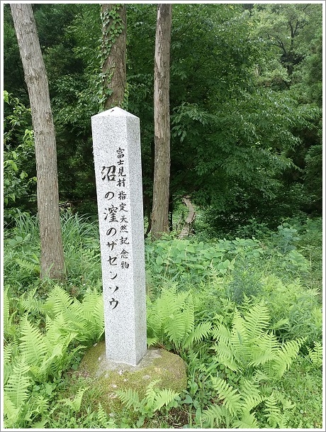 富士見村指定沼の窪のザゼンソウは天然記念物