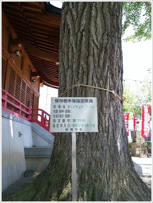 岩神稲荷神社イチョウの木