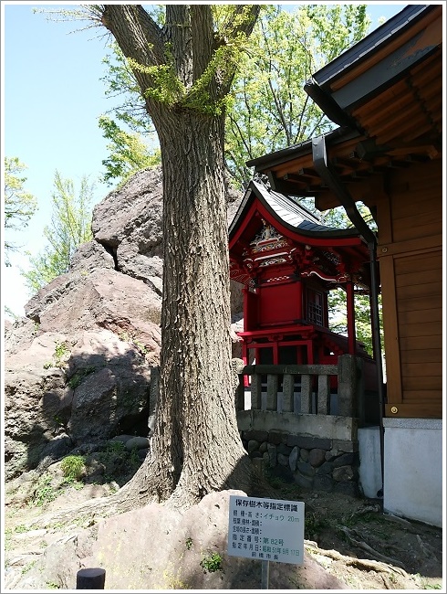 岩神稲荷神社２０メートルのイチョウの木