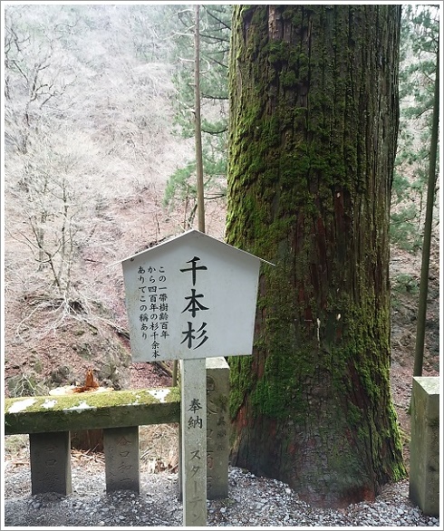 榛名神社境内にある歴史ある千本杉