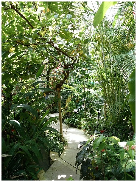 温室染料植物