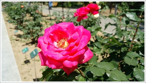 満開の赤いバラ（敷島公園ばら園）