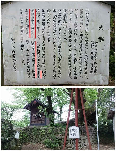熊野神社のイボとり大欅の案内板
