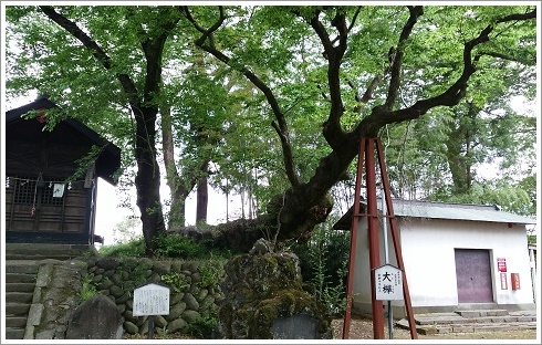 熊野神社の樹齢千年以上の大けや木