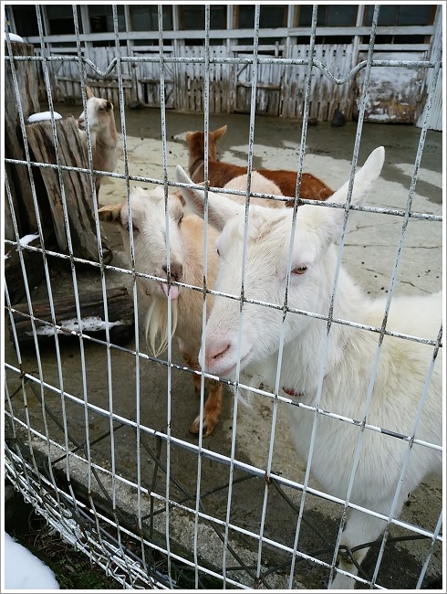 神津牧場のひとなつこい山羊