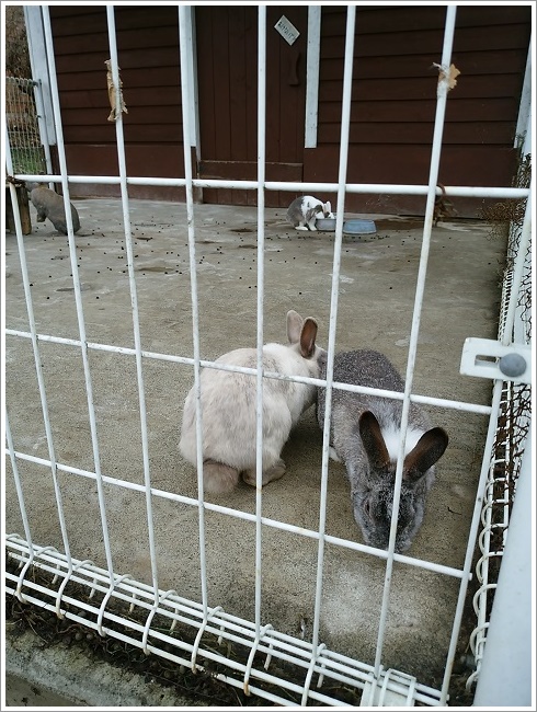神津牧場のウサギ