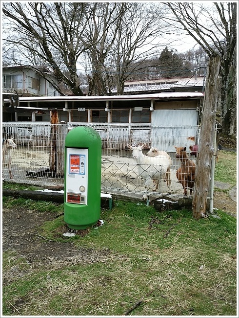 神津牧場の山羊