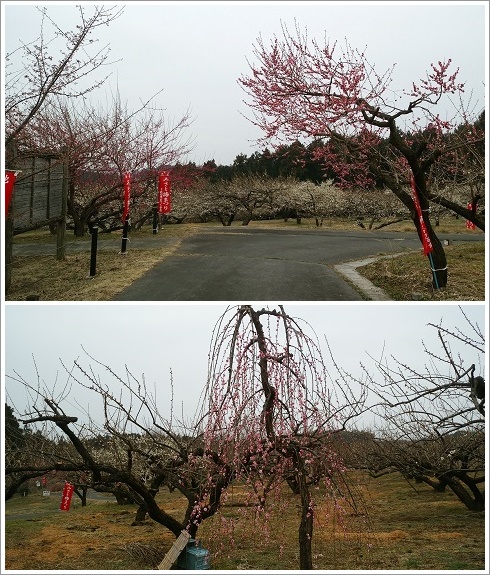 箕郷梅林善地梅まつり会場に咲いてる梅の花