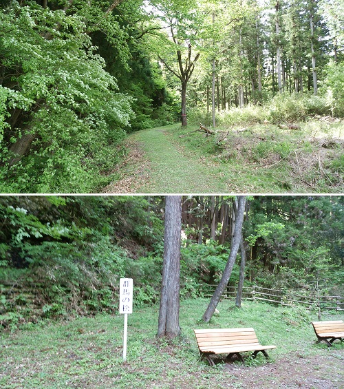 群馬の松に続く道