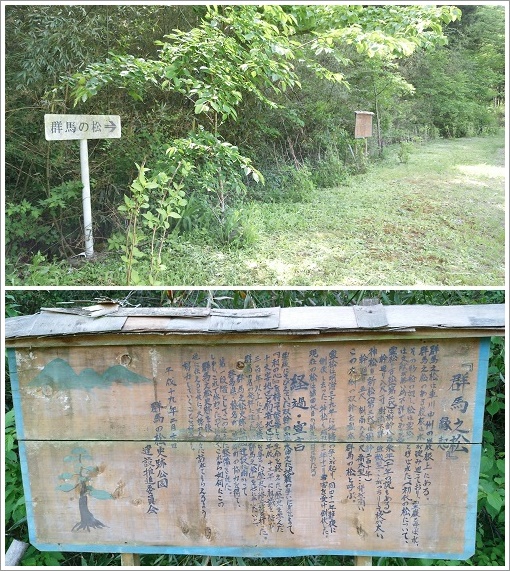 群馬の松説明版