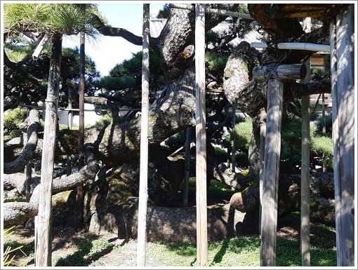 萩原の大笠松の根本