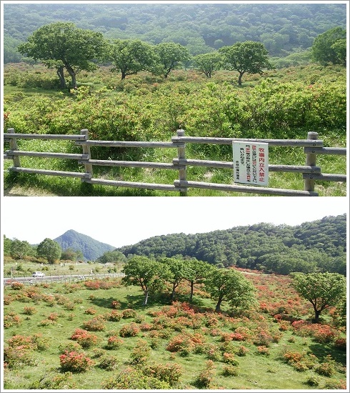 赤城山白樺牧場に咲くレンゲツツジ