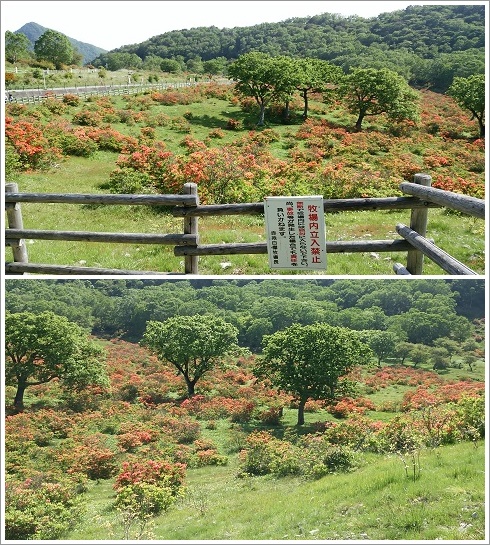 赤城山白樺牧場のレンゲツツジ。牧場内には入れない