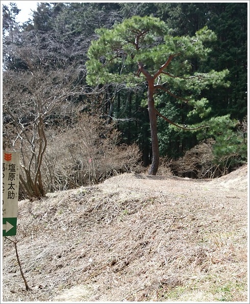 赤見山公園内にある太助江戸への別れ馬つなぎの松