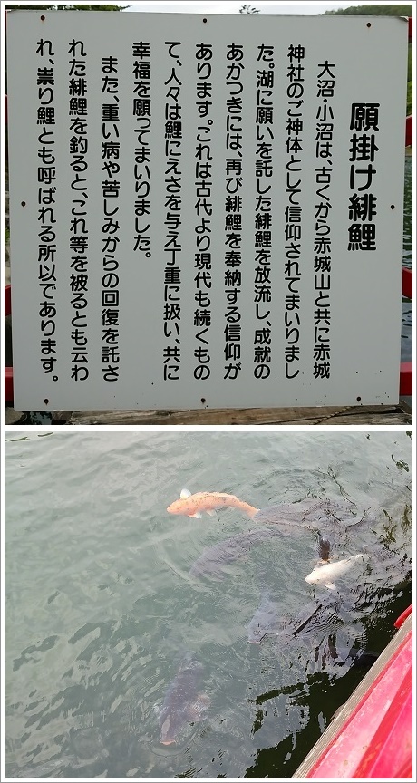 願掛け緋鯉の看板と泳いでいる錦鯉