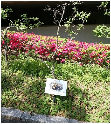 高崎市染料植物園の染料花