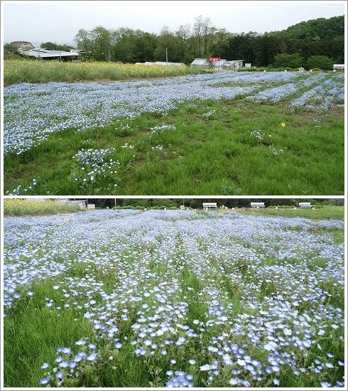 鼻高展望花の丘に咲くネモフィラ