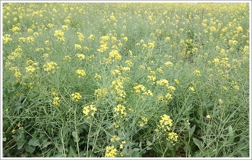 鼻高展望花の丘に咲く満開の菜の花畑