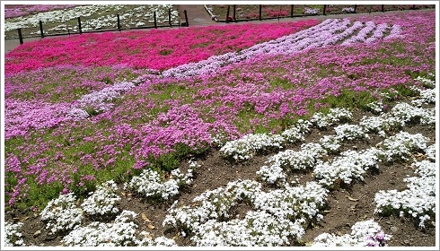 26万株の芝桜（みさと芝桜公園芝桜まつり）